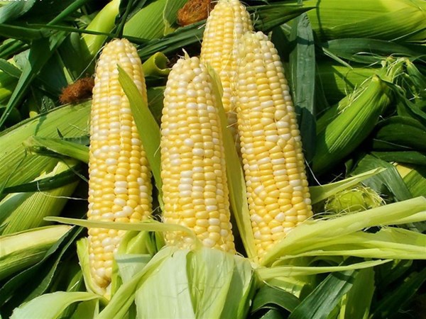 夏季有哪些適合排濕吃的食物？